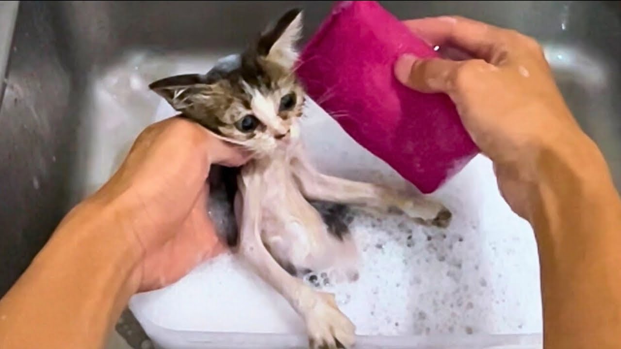 Rescuing and Bathing a Street Kitten, From Dirty to Adorable