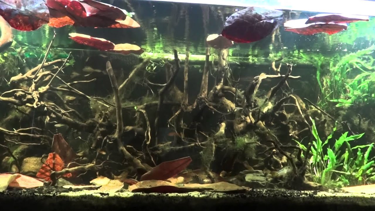 5ft Wild Apistogramma baenschi colony center tank