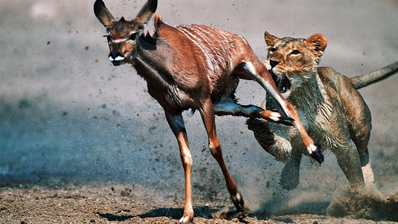 Most Spectacular Big Cat Attacks Compilation including Lion Attack, Leopard, Tiger, Jaguar, Cheetah
