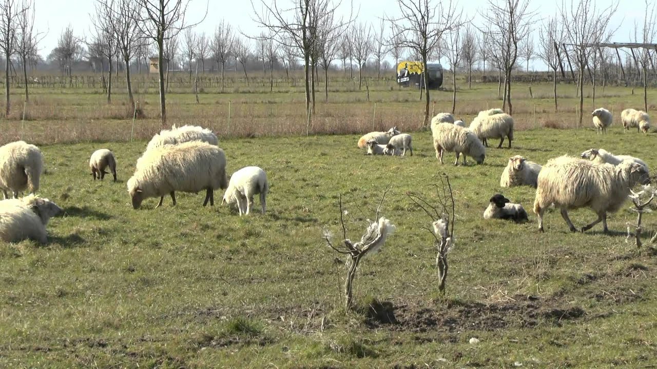 Wandeling rondom Schin op Geul 26 maart 2016