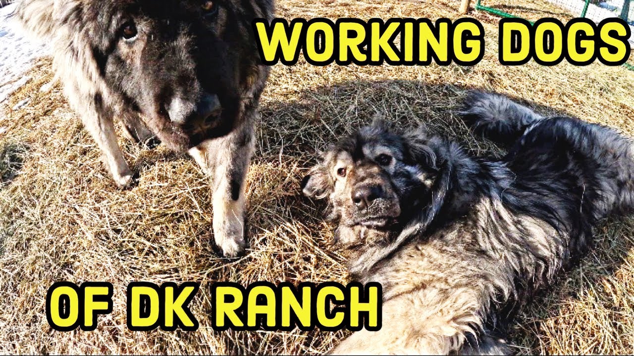 Our Sarplaninac Livestock Guardian Dogs | KRONK & PACHA