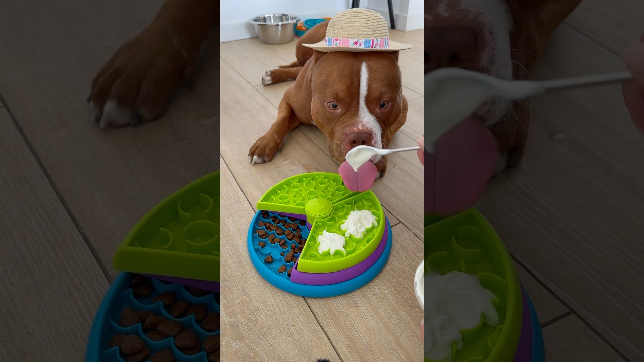 Breakfast for Choco 💞