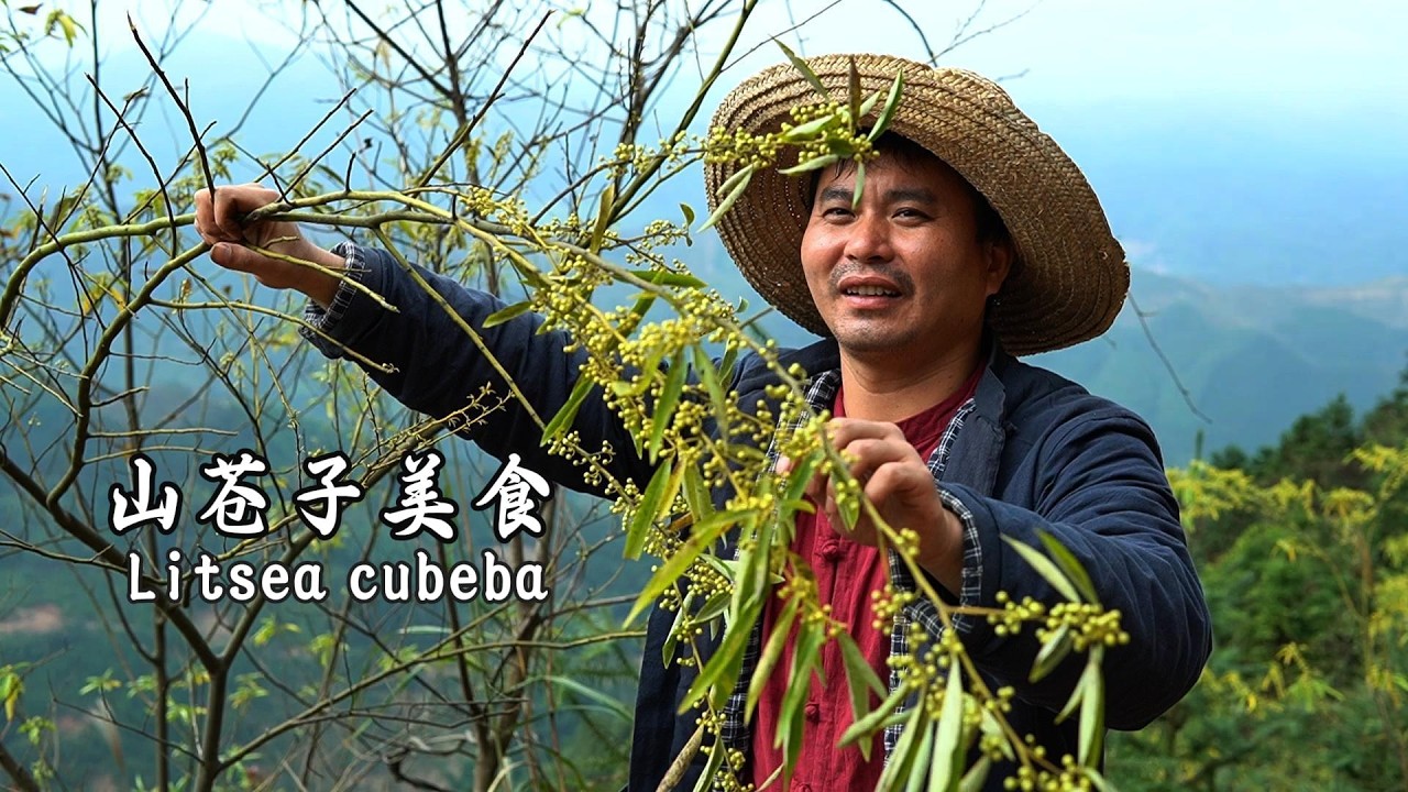 大山深處的天然香料《山蒼子》。山裡採摘的野山蒼子，純天然、綠色健康，阿广叔叔用這獨特的香料製作美味的食物。展現的是鄉村獨有的味道。#food #cooking #美食 #中国美食 #survival