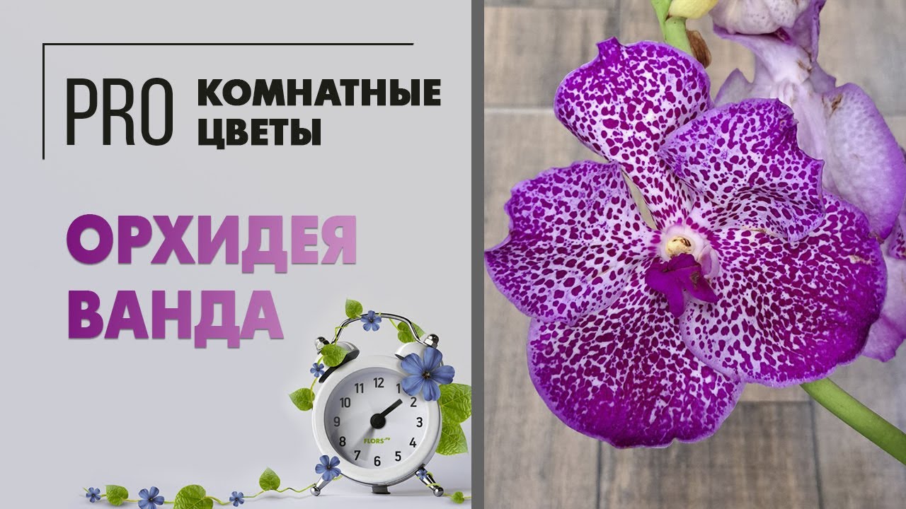 Орхидея Ванда. Редкая, прекрасная и неприхотливая. Уход за комнатной орхидеей в домашних условиях.
