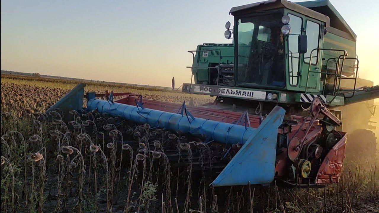 14.09.2025 Жнива соняшника 🌻. Частина 2. Syngenta Kupava. Добряче сипнув. Sunflower. Дон 1500 Газ 53
