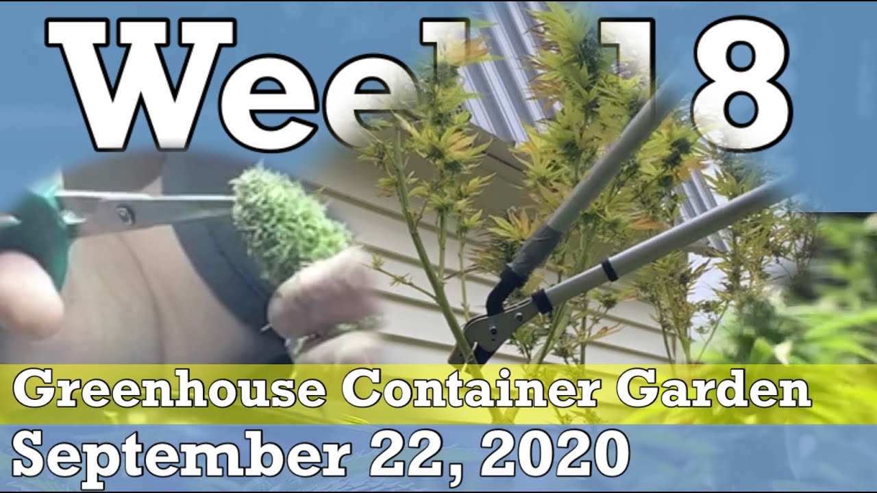 Seed to Harvest - Week 18 | Greenhouse Container Garden 2020