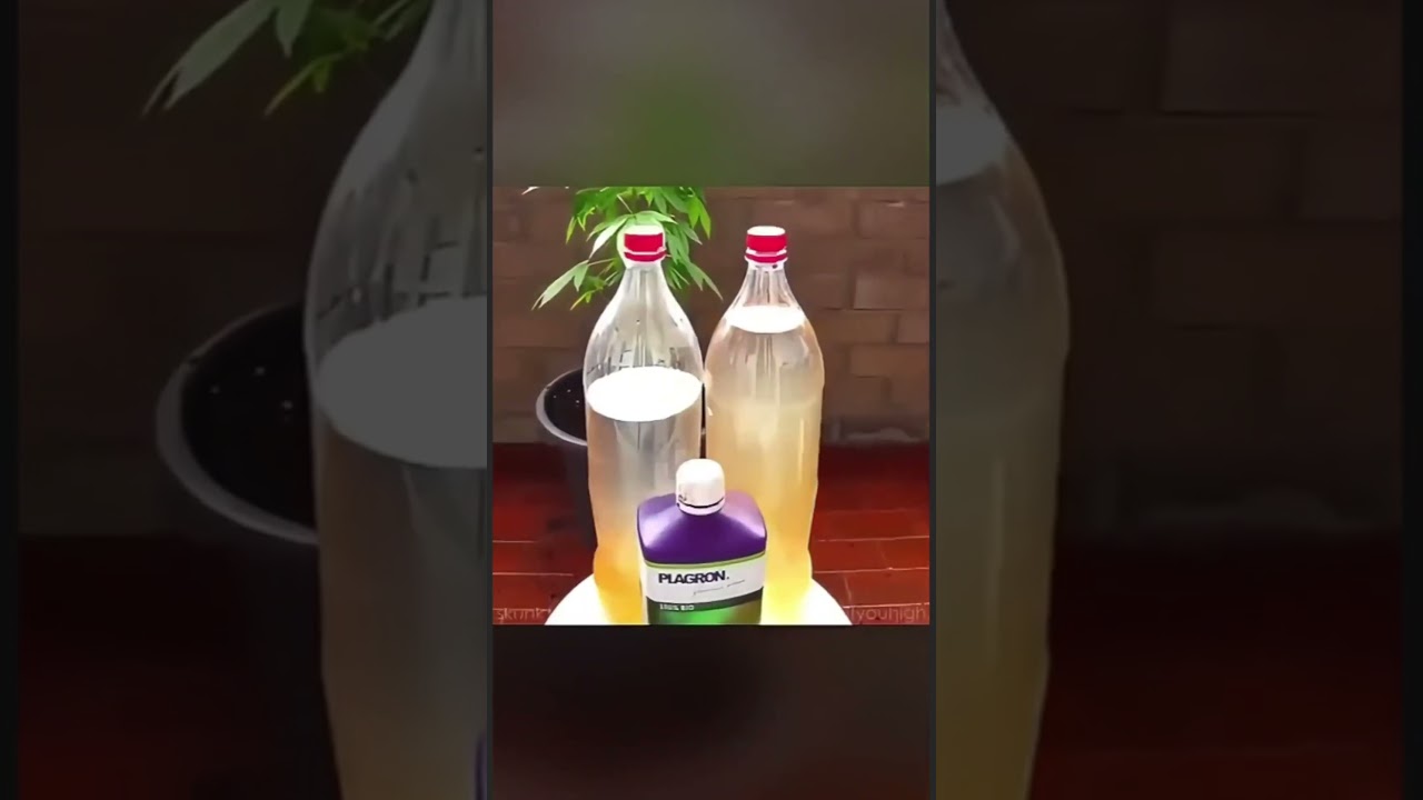 Seed to Sticky Buds in 30 Seconds 🌱🔥