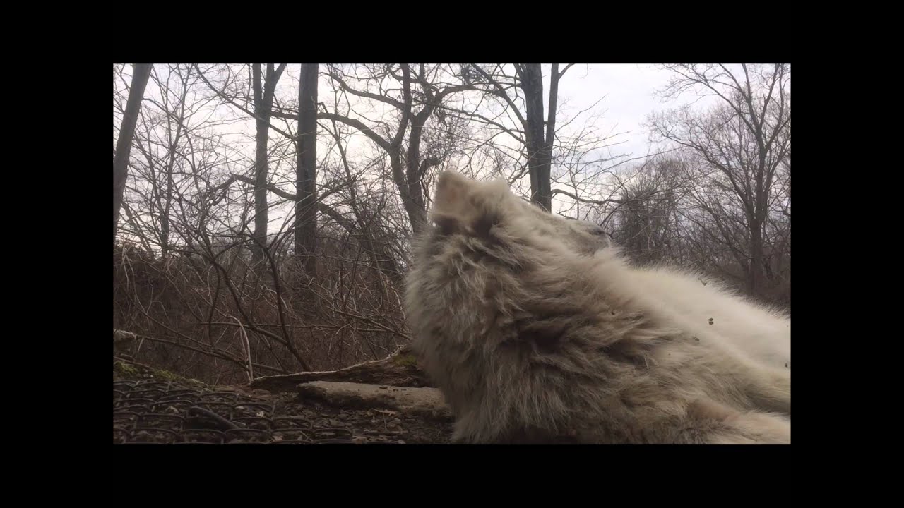 World's Laziest Wolf Howls