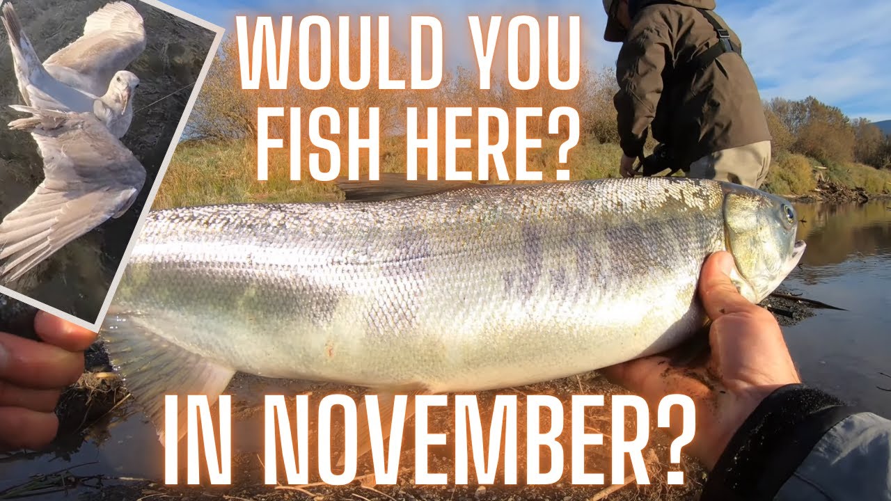 How to Catch Coho & Chum Salmon in November | Chilliwack River Salmon Fishing (Float & Lure Tactics)