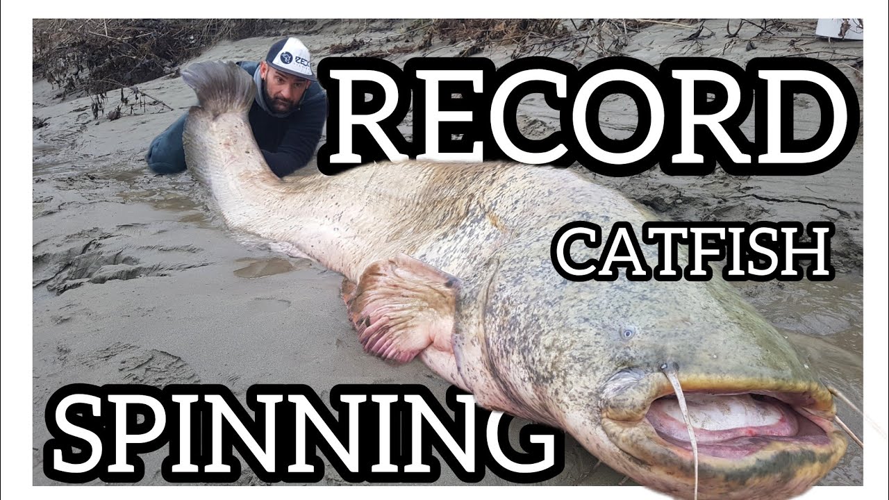 Fisherman fishing on spinning a record 250 lb and 9 foot  catfish by Yuri Grisendi
