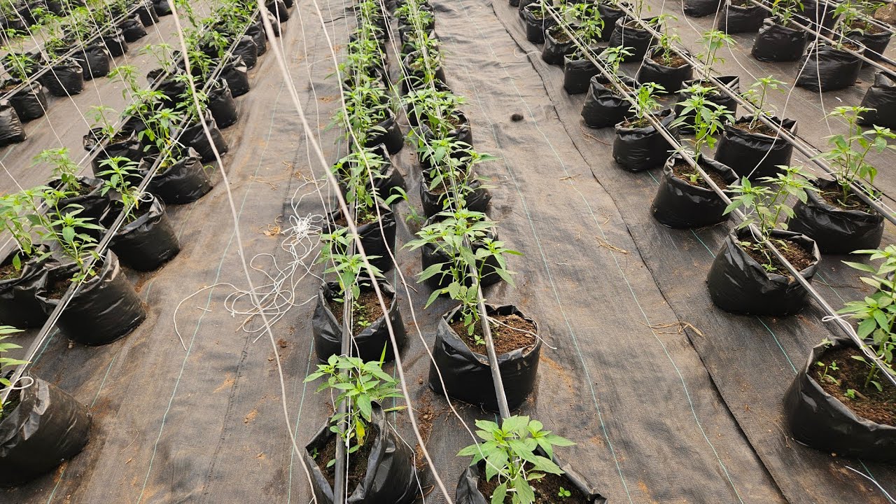 Pepper 101:Get an inside scoop on pepper farming in Nigeria! A chat with the CEO Feed The West Farms