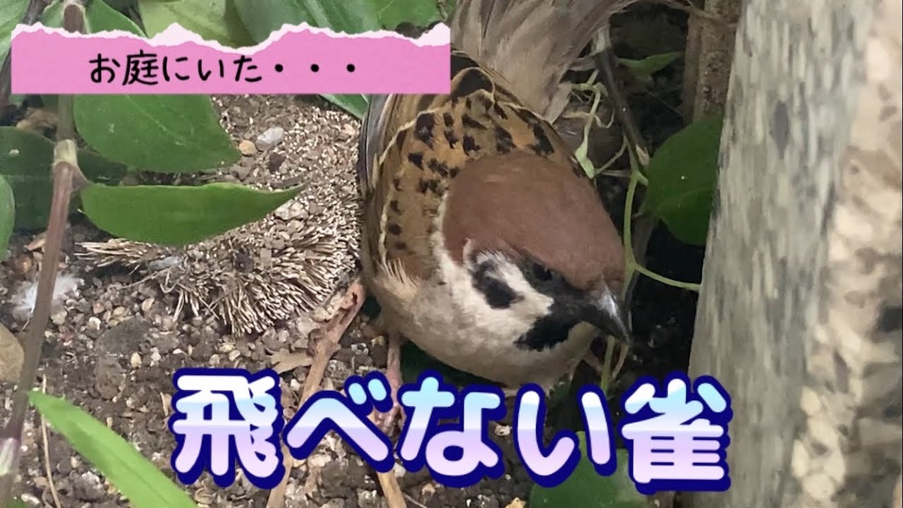 【前編】✴︎お庭にいた飛べない雀…保護する！？（2023年4月2日）