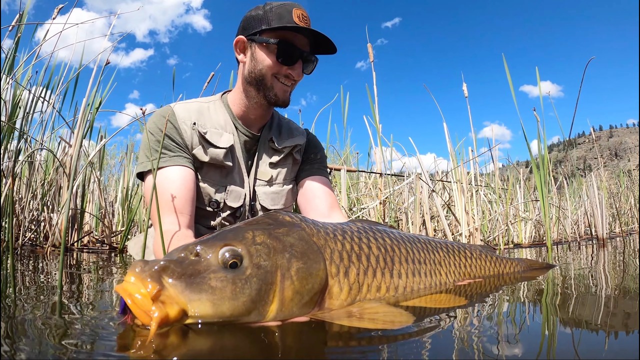 Carp On The Fly; North America's Bonefish