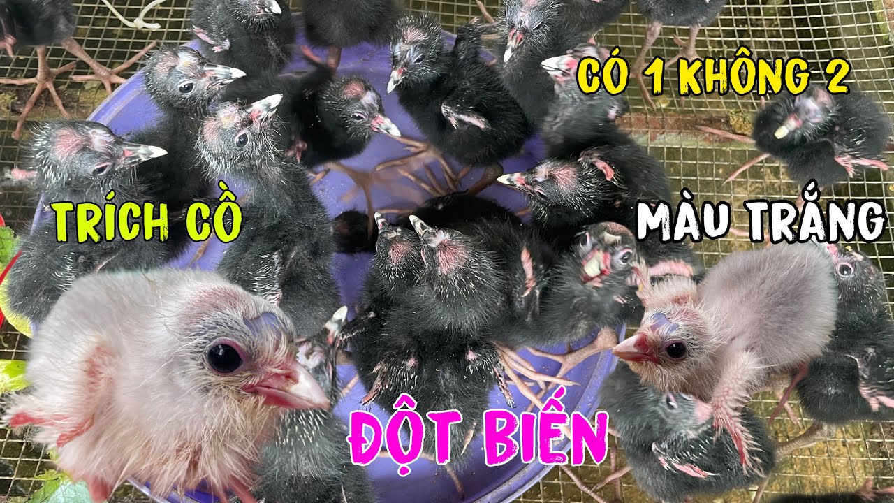 Góc Chăn Nuôi Sở Hữu Chú Chim Trích Cồ Đột Biến Màu Trắng Có Một Không Hai Ở Việt Nam