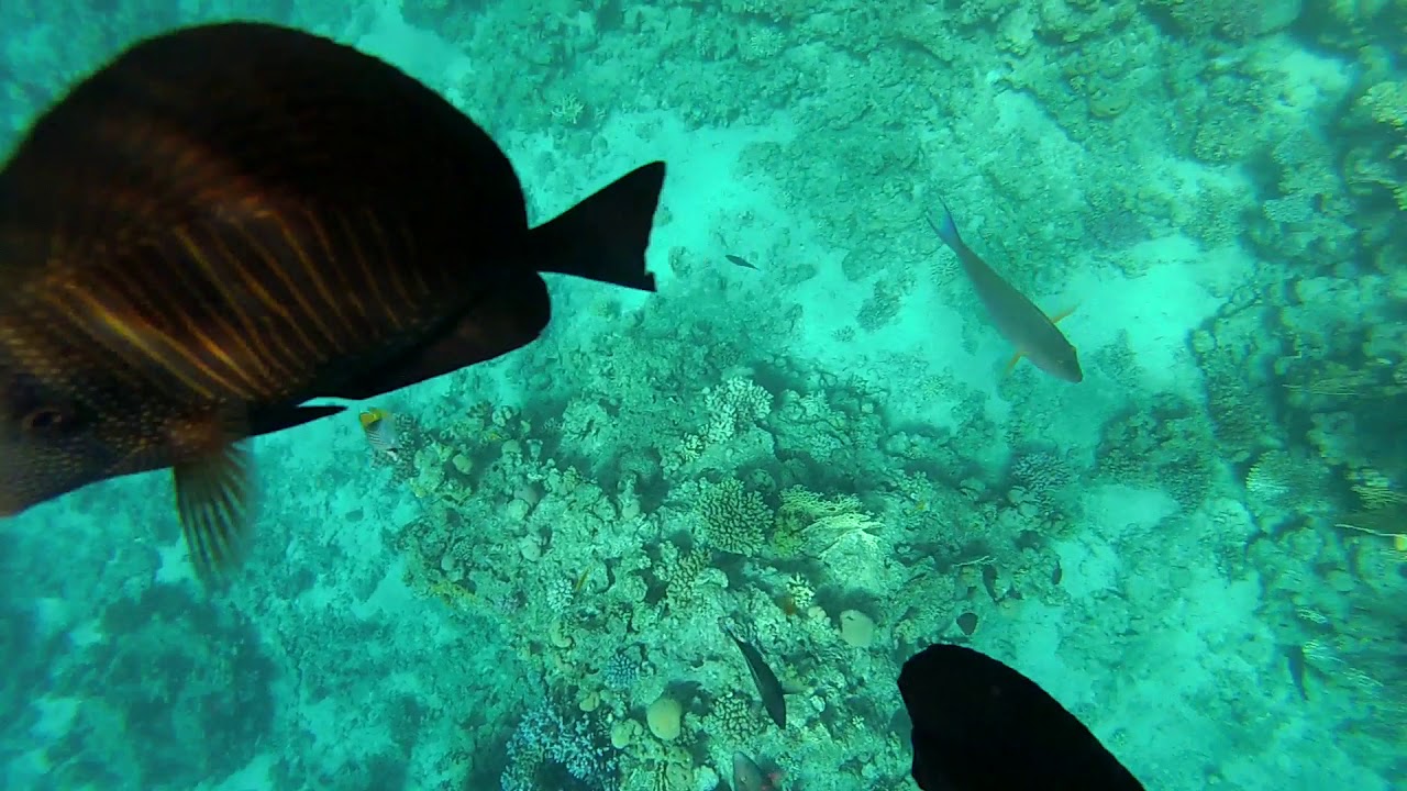 Hotel Hilton Sharks bay. White Knight Beach. Egypt. Red sea