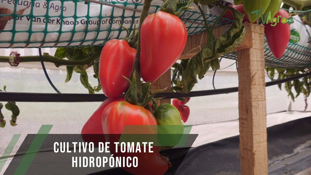 Cultivo de tomate hidroponico - TvAgro por Juan Gonzalo Angel Restrepo