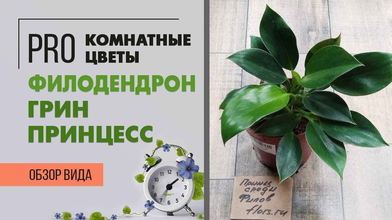 Филодендрон Грин Принцесс - обзор сорта | Неприхотливое комнатное растение