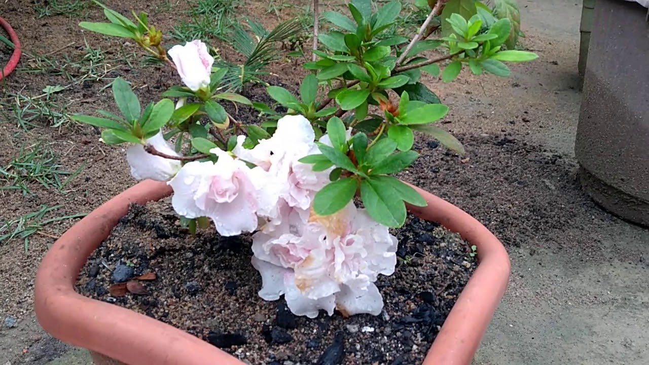 Mini azal&eacute;ia florida que linda