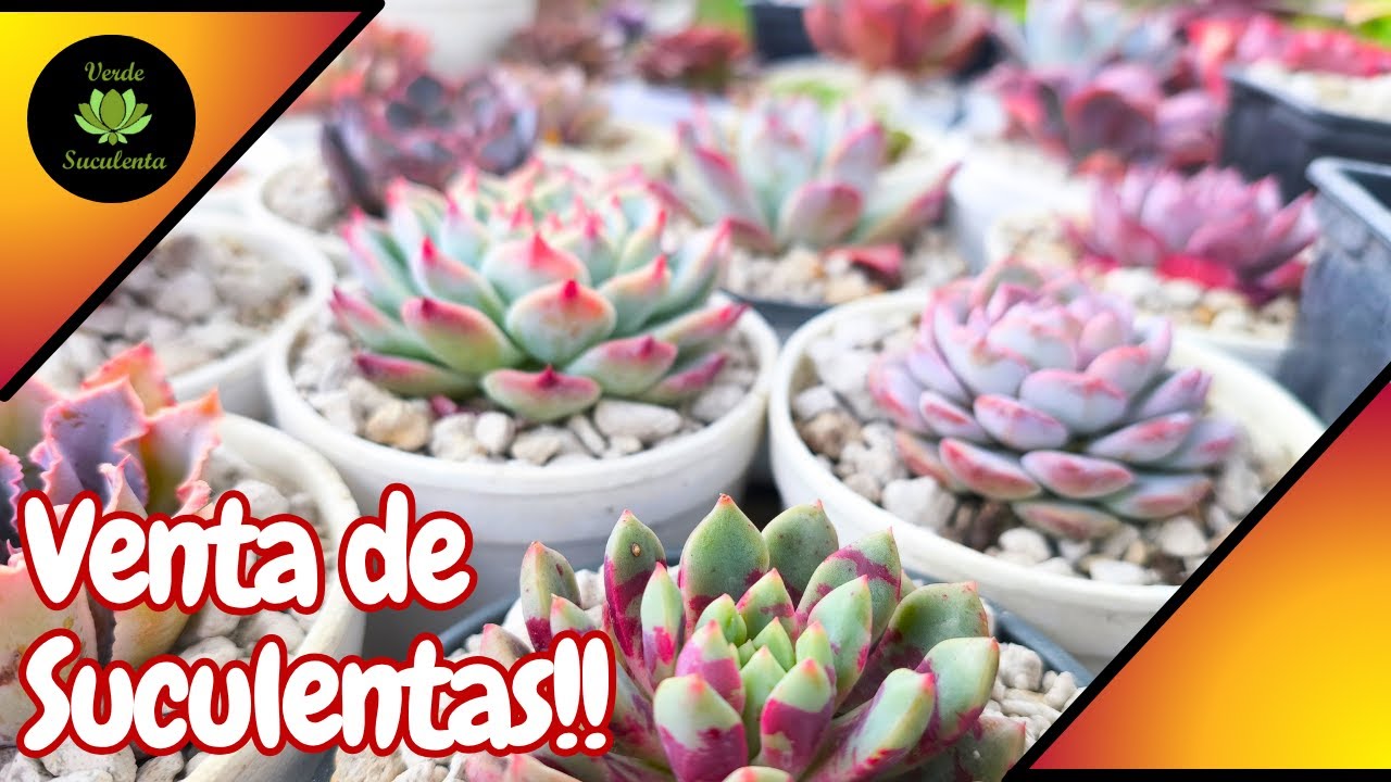 CATÁLOGO CERRADO. Venta de suculentas NOVIEMBRE 2025.🌺🌱💕