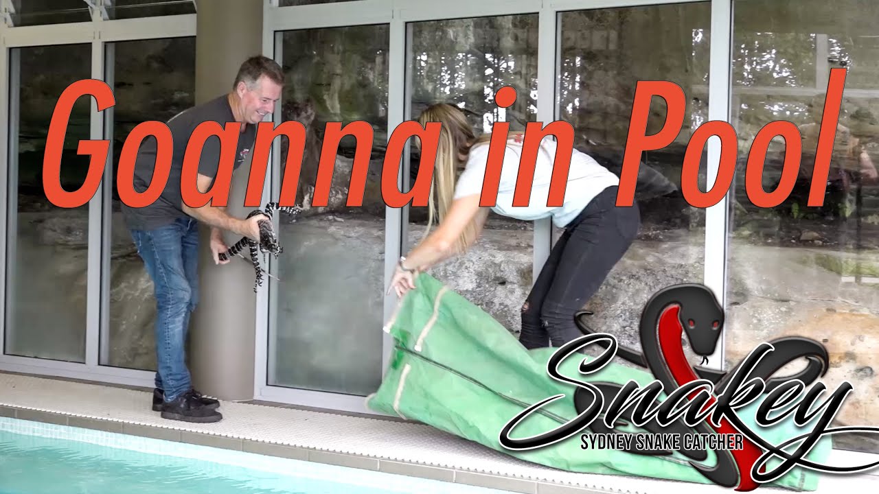 Sydney Snake Catcher ~ Snakey | Episode 1 | Deadly Goanna in Pool | Clint Barter
