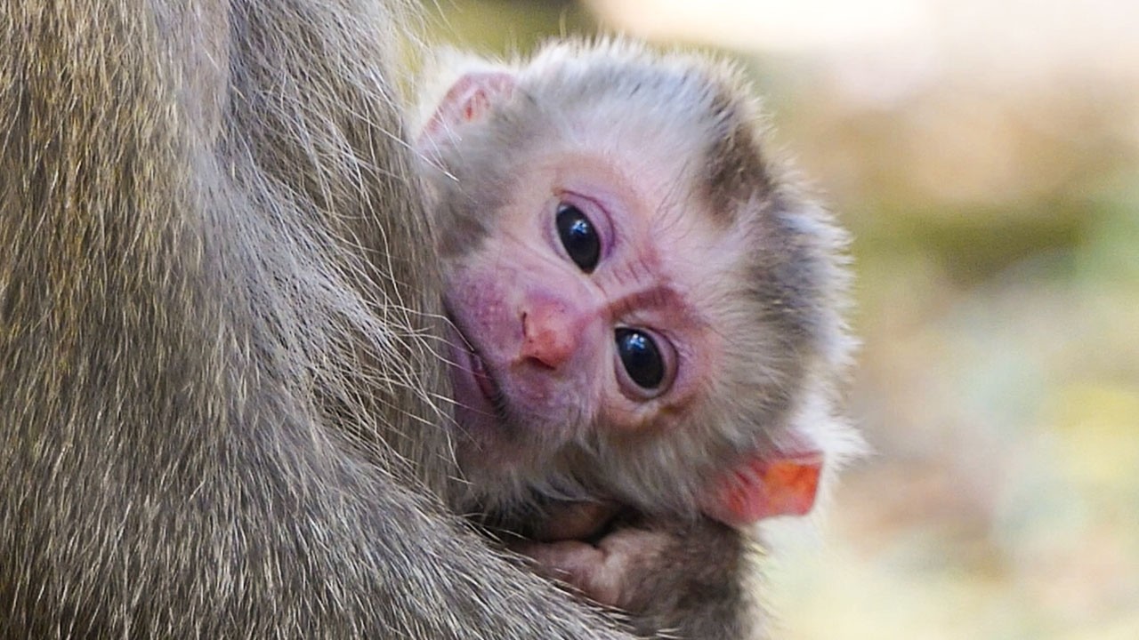 Nature resting calmly |Monkey Libby fourth child name is 