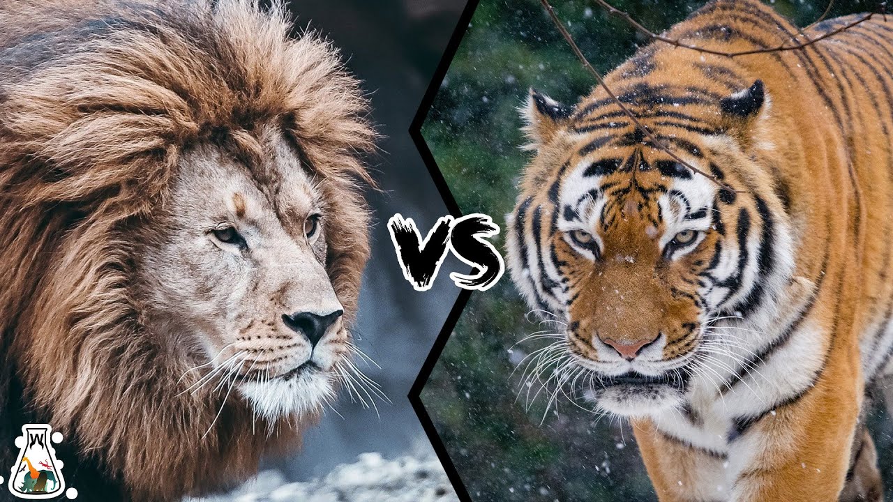 Берберийский лев против сибирского тигра — кто победит?