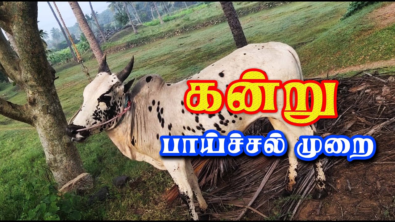 கிடை மாட்டு கண்டு பாய்ச்சல் மறந்தால் எப்படி பாய்ச்சல் கொண்டுவருவது ....  Tamizhan Trending
