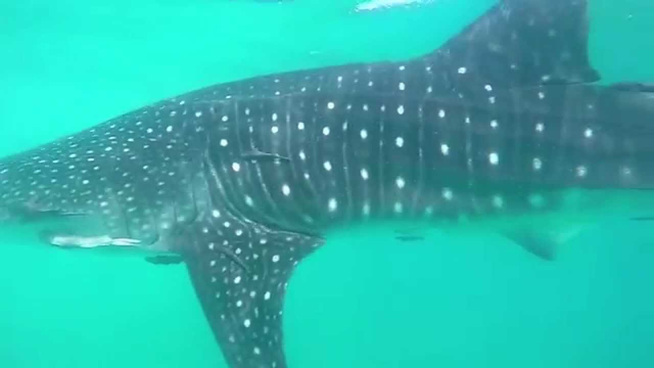 US AND THEM - Swimming with a Wild Whale Shark
