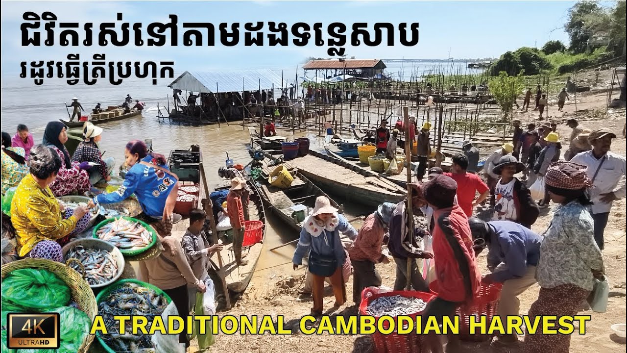 Life Along Tonle Sap Lake - Fishing, Cleaning & Preparing Prahok ជីវិតអ្នកភូមិធ្វើត្រីប្រហុកតាមទន្លេ