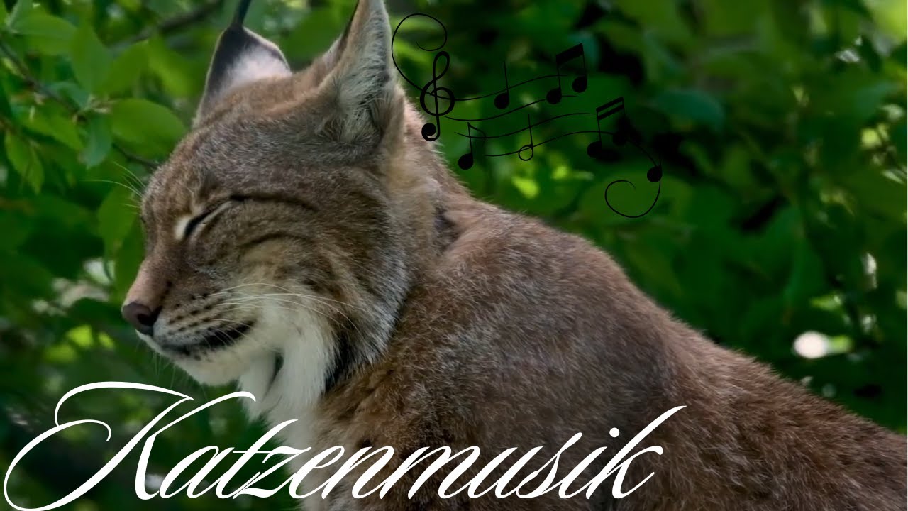 Der Katzen Kanal - Katzenmusik