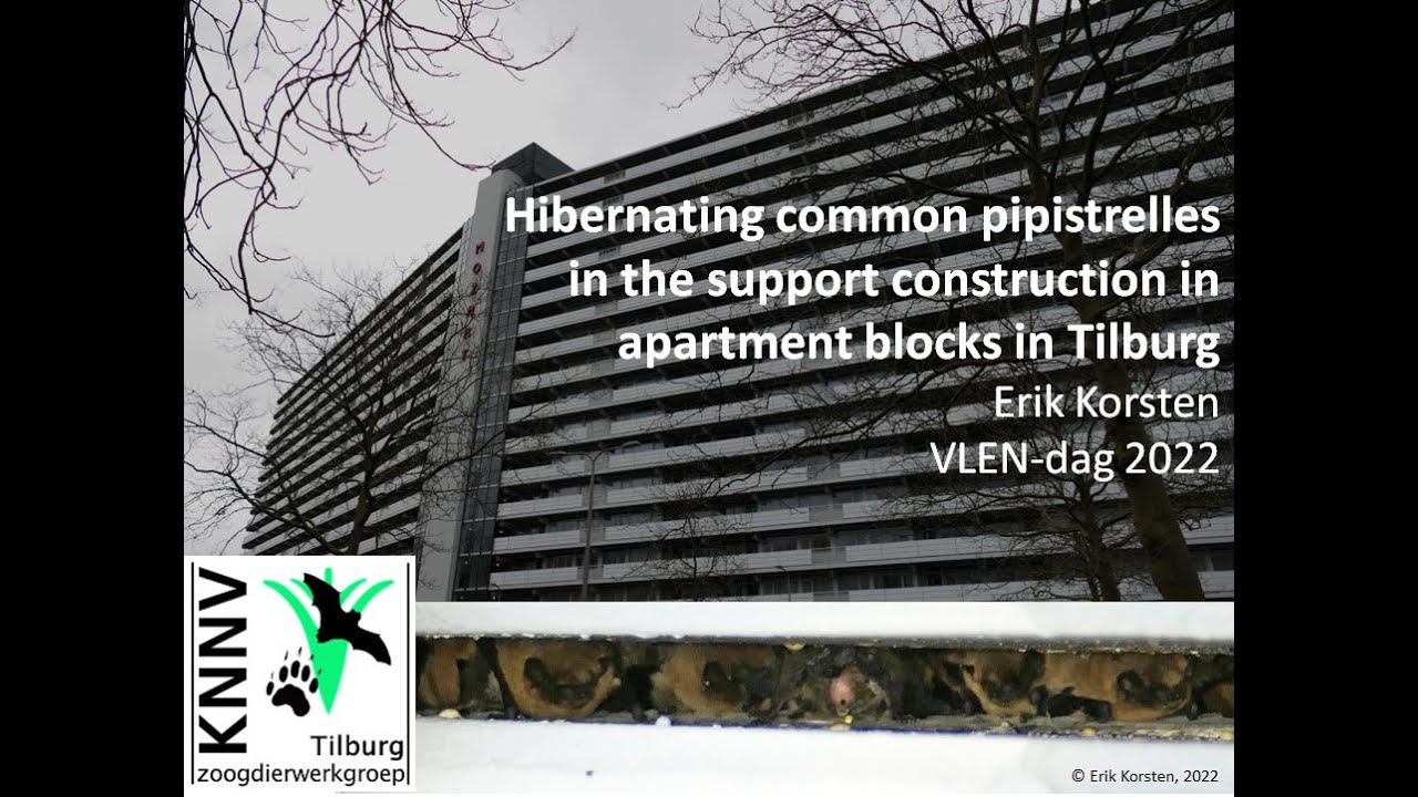 Hibernating common pipistrelles in the support structure in apartment blocks in Tilburg