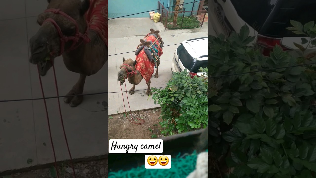 hungry camel ate all the leaves 😀😀#camel #hungry #animals #neighborhood#tree