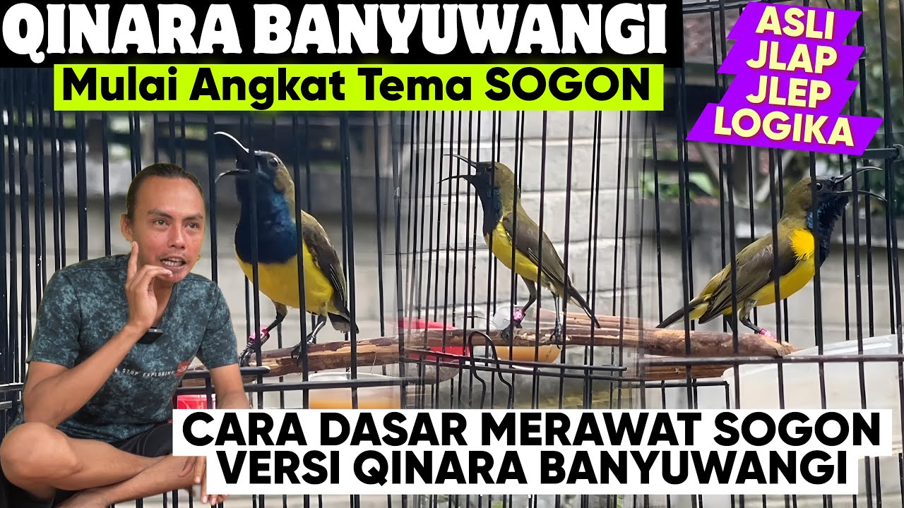 DIBONGKAR DISINI ⁉️ CARA DASAR & LOGIS MERAWAT BURUNG SOGON BAHAN HINGGA GACOR