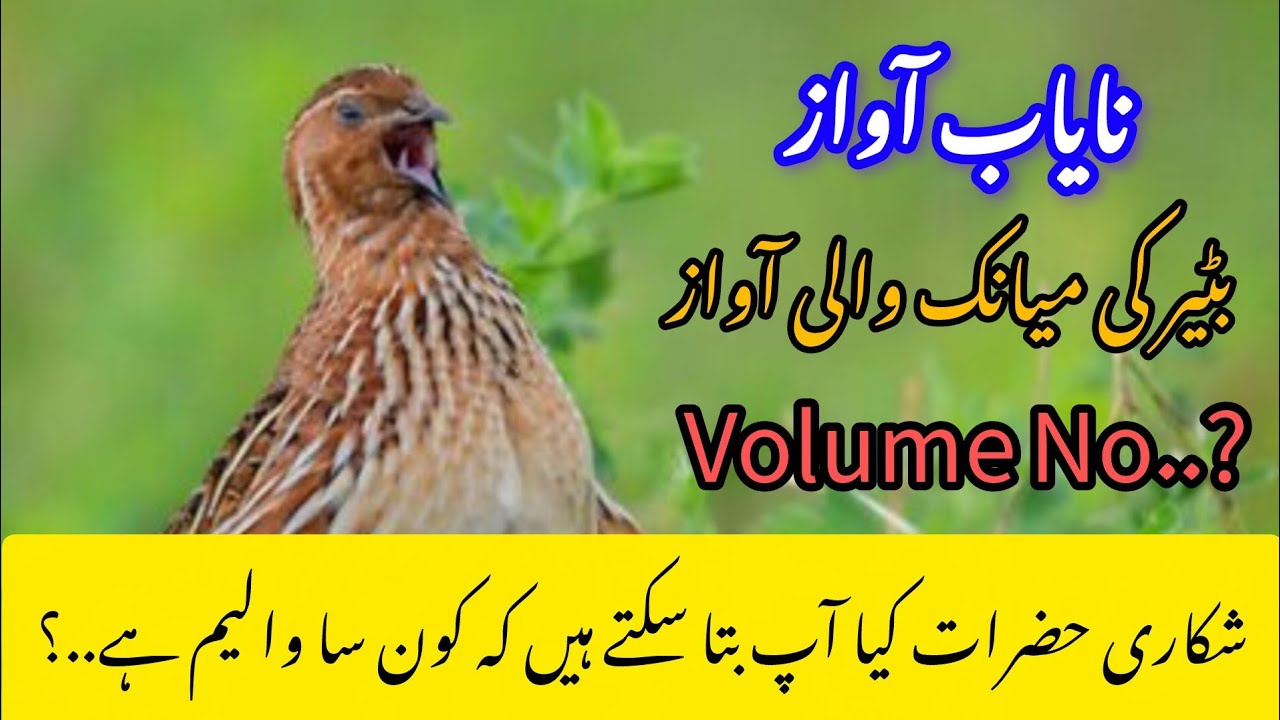 Batair ki mayank wali awaz | Jungle quails sound | بٹیر کی آواز | #quailsound #batairkiawaz #nature