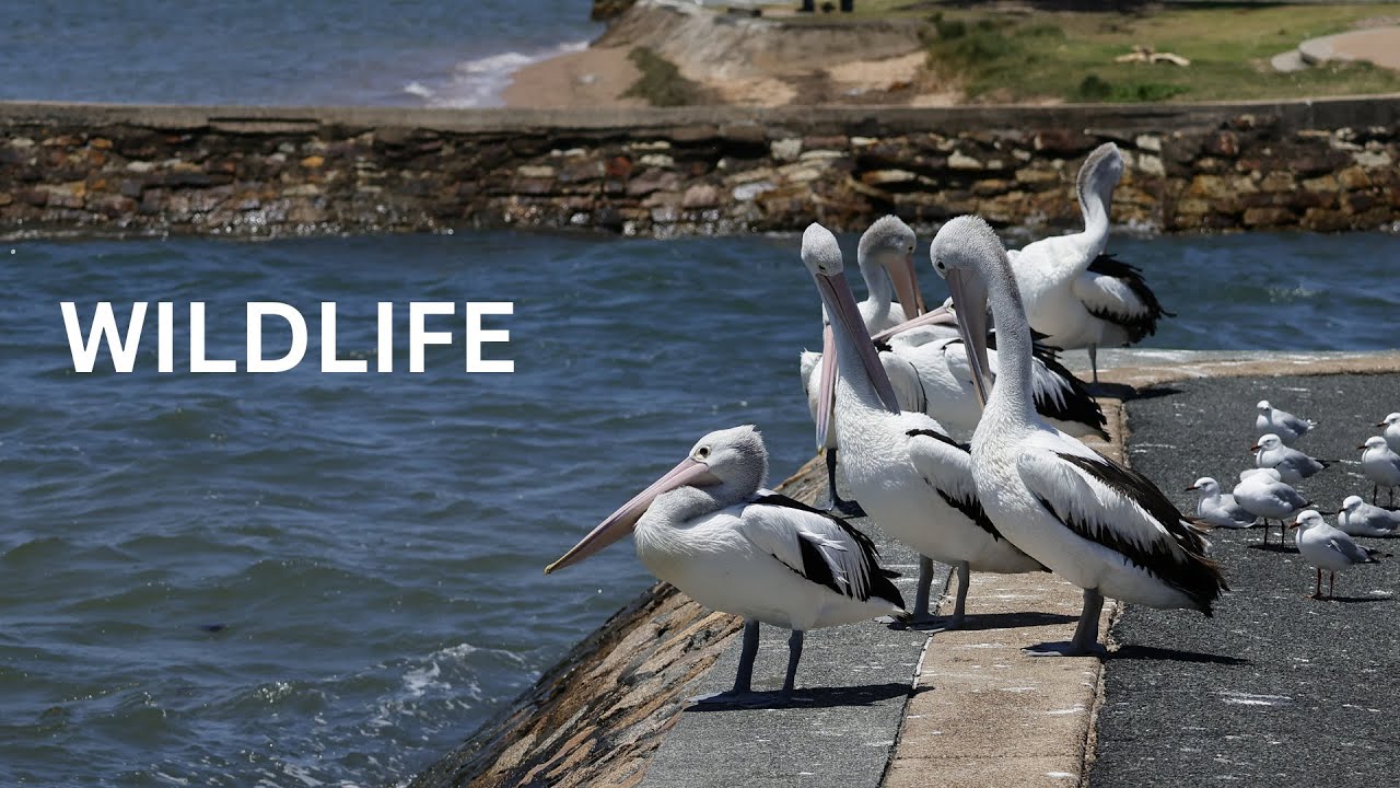 AUSTRALIA - WILDLIFE  & RELAXING MUSIC ☆