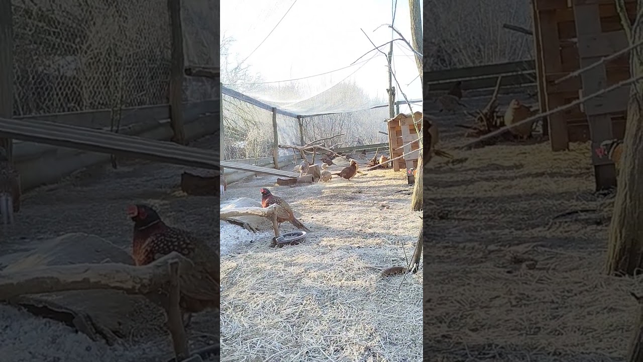 #весна #фазани #pheasant #мисливські #розведення 