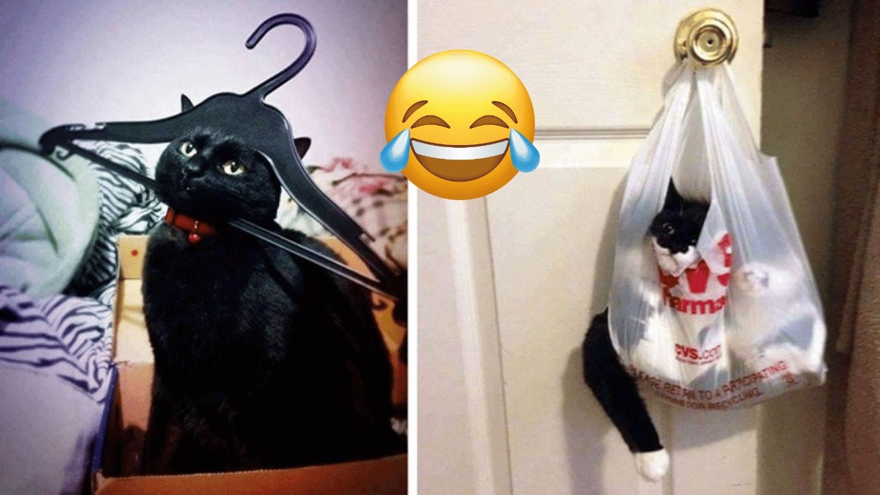 Funniest Cats and Dogs Clips 2026😼🐶Try Not To Laugh😜 #Funnydogs #funnycats  #funnyanimals