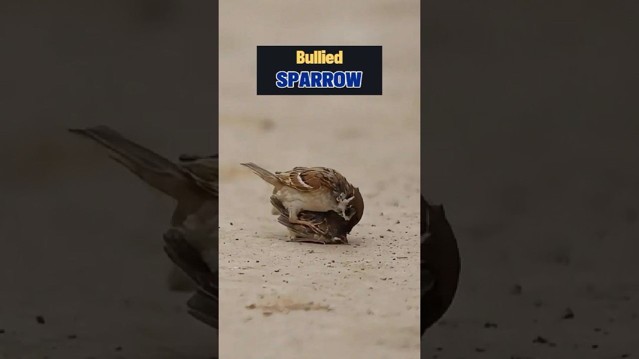 This Sparrow’s Life Was Changed Forever 