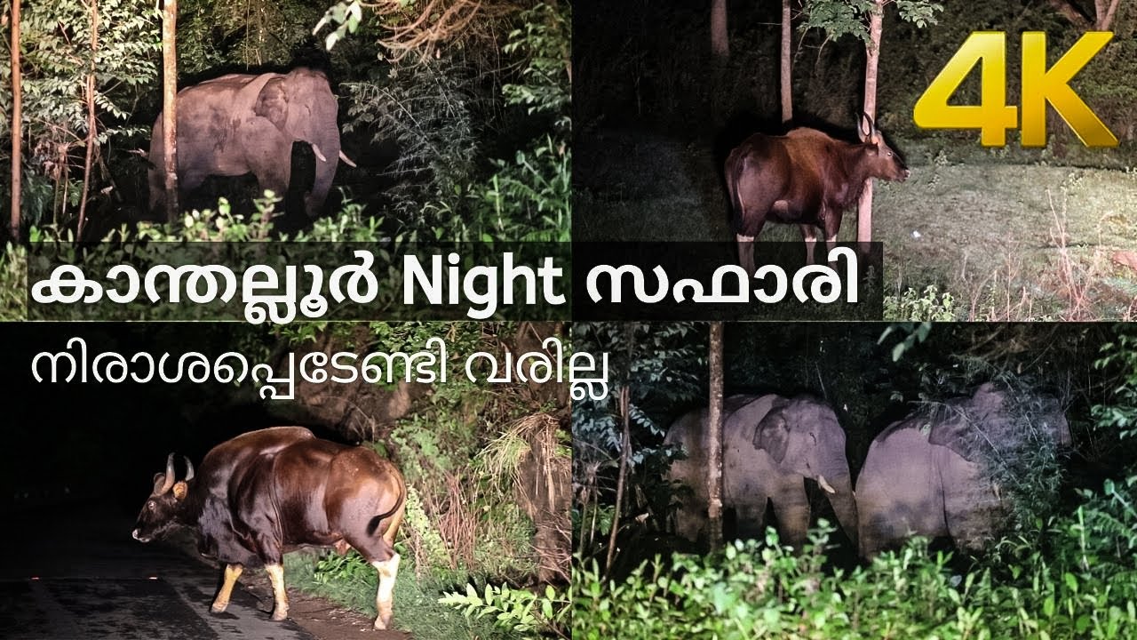 Chinnar Forest night ride !!!  4K