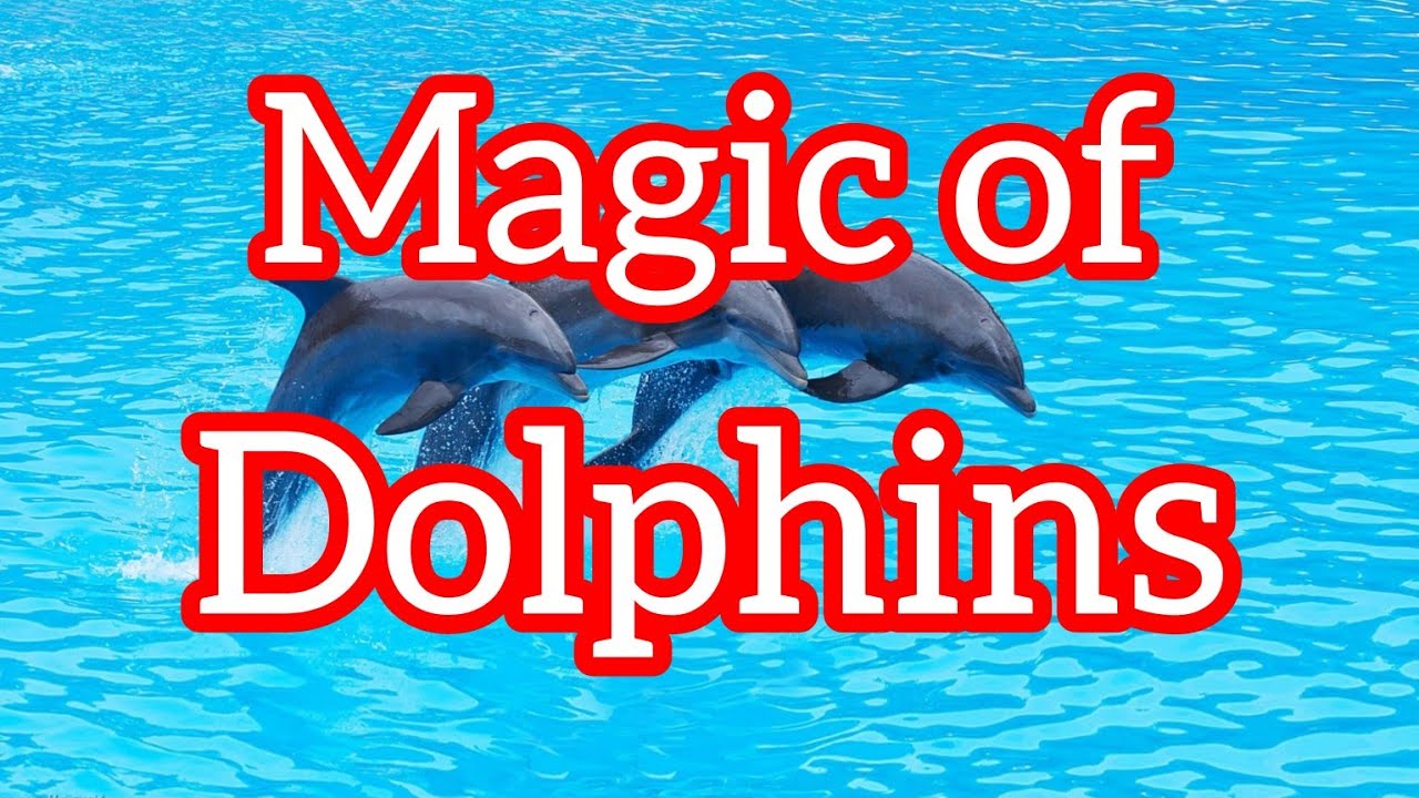 Sweden - Magic of Dolphins: Kolm&aring;rden Show | Delfintr&auml;ff p&aring; Kolm&aring;rden