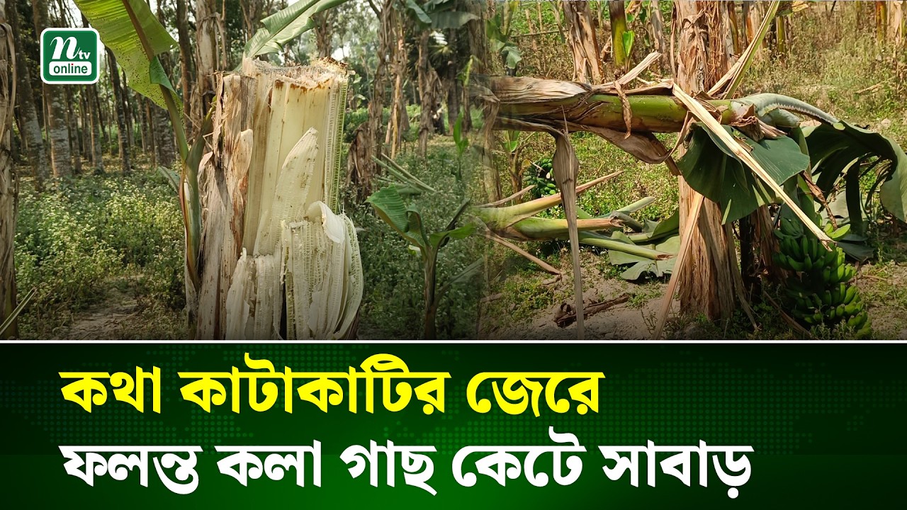 নওগাঁর বদলগাছীতে রাতের আঁধারে ফলন্ত কলা গাছ কেটে তছনছ | Naogaon | Banana tree destroy | NTV News