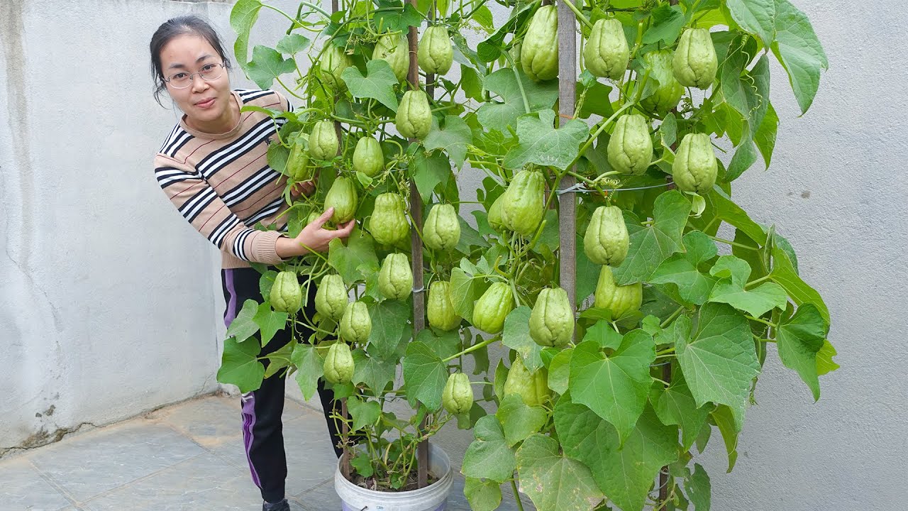 How to Grow Chayote in Small Pots for a Big Harvest