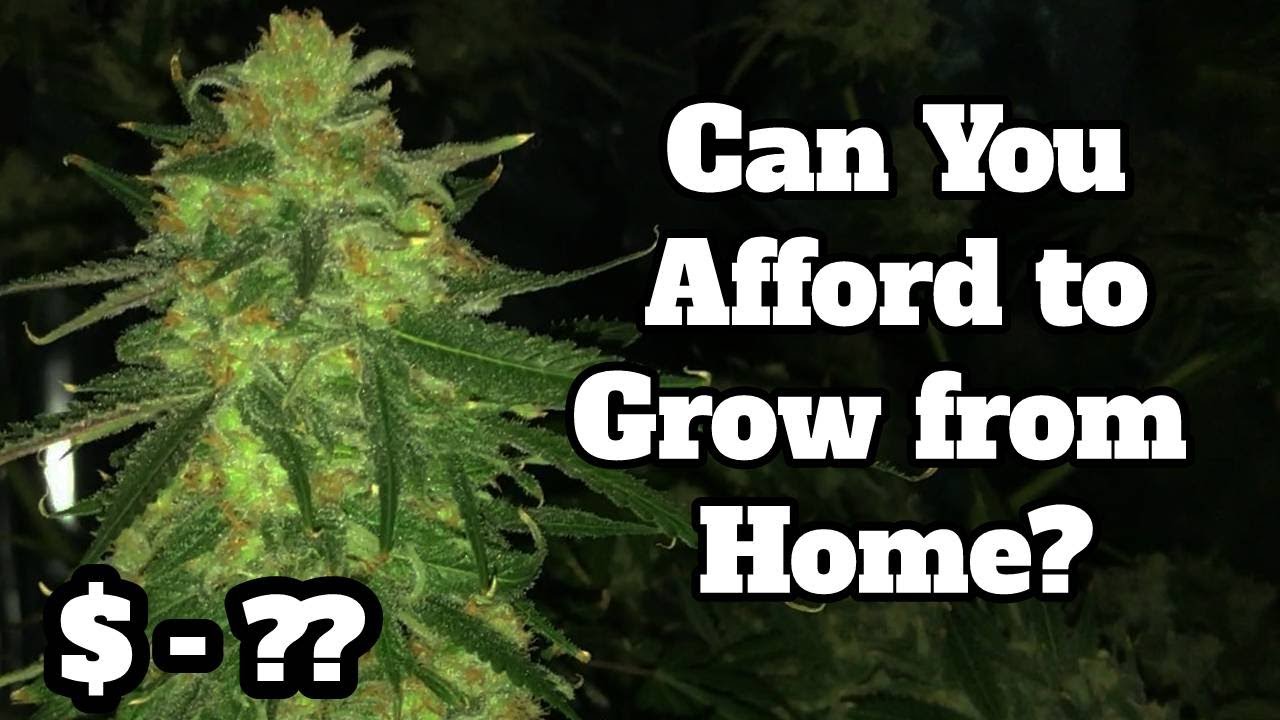 Startup Costs for Growing Weed at Home Legally - How to Grow Weed
