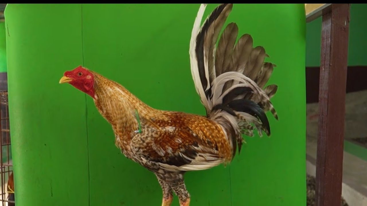 GALLERIA HENRY RAMIREZ PONE A LA DISPOSICIÓN TODOS SUS ANIMALES INF AL (809) 264-3998 [HENRY]