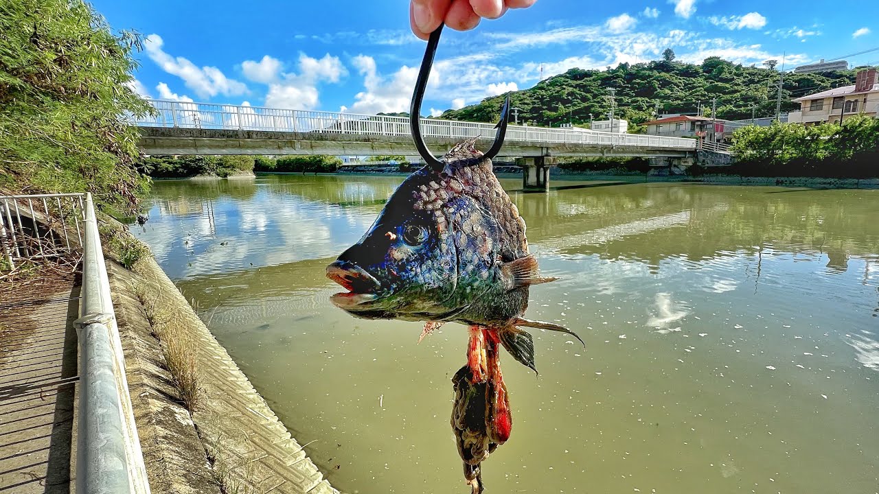 CABEÇA DE TILÁPIA, LOUCURAS ACONTECEM QUANDO USO ESSA ISCA!