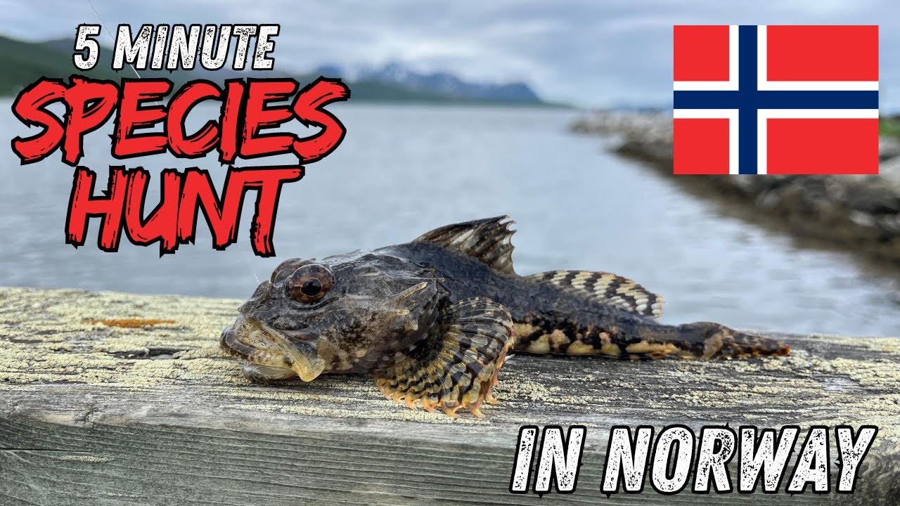 LRF Species Hunt for Scorpion Fish in Norway