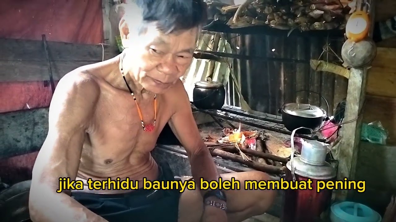 how penan tribe put a Tajem/Ipoh poison to the blowpipe dart and the procedure#penan#borneo#sarawak
