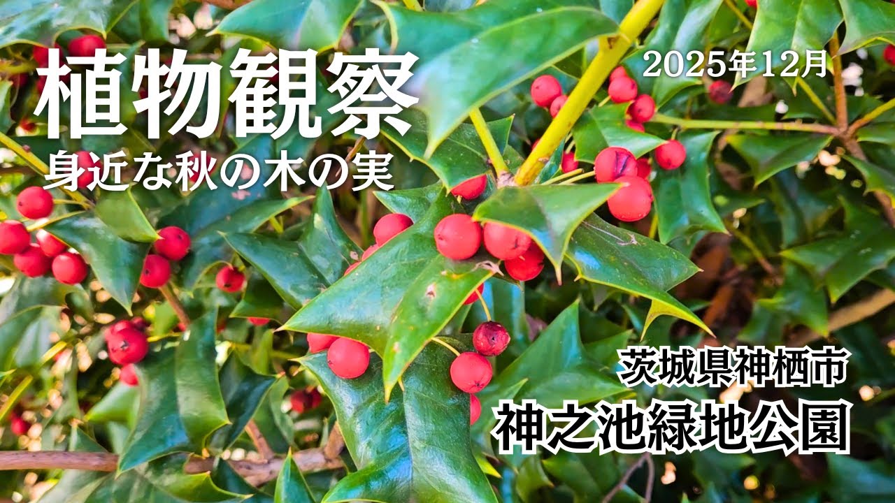 【植物観察】神栖市 神之池緑地公園　秋の木の実　トベラ、トウネズミモチ、ハゼノキ等