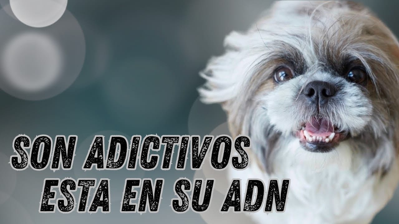 La Ciencia Explica Por Qué Los Shih Tzu Son Tan Adictivos 