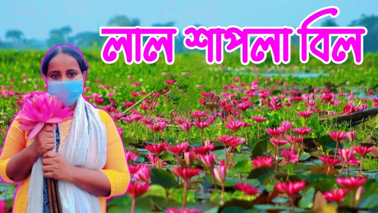 লাল শাপলার বিল🪷🪷|| Lal Shapla Bil || Red Water Lily Wetland in Bangladesh.